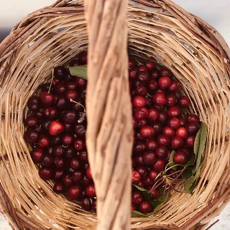 Masseria Fenicia Bed & Breakfast